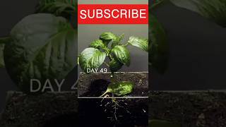 Growing red bell pepper plant Time lapse video [upl. by Brenan]