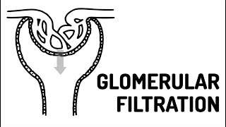 GLOMERULAR FILTRATION made easy [upl. by Kurtzman767]