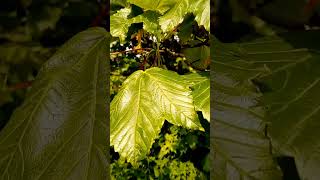 sycamore tree with propeller seeds slow motion UK wild nature countryside outdoors [upl. by Salene]