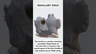 What is Maxillary Sinus  anatomy maxilla shorts [upl. by Ailadi]