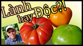 Cà chua LÀNH hay ĐỘC Chất Lectins và Lycopene [upl. by Alix]