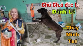 Sốc khi chú Chó đứng hình trước Tượng Thầy Minh Tuệ và Đảnh Lễ La Cà Đường Phố [upl. by Arraeis]