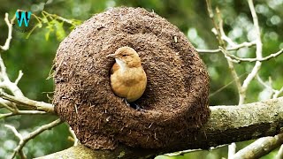 The Rufous Hornero Nesting  Engineer Bird Nesting [upl. by Yderf626]