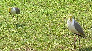 Masked Lapwing alarm call [upl. by Dincolo]