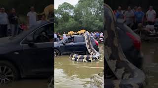 Car Stuck in Swamp Attacked by Giant Blanket and Dog Helps [upl. by Akinat49]