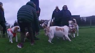 Furness Beagle Meet October 2024 [upl. by Kimberley]