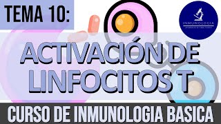 Activación y Diferenciación de Linfocitos T  Sinapsis Inmunológica  Subgrupos de Linfocitos T [upl. by Ebeohp465]