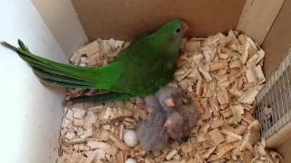 Superb Parrot Babys [upl. by Tati359]