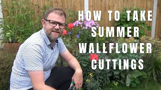 Taking Summer Erysimum Cuttings  Wallflower Propagation  Gardening Tips  Garden Hack [upl. by Ijies]