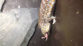 Tokay gecko eating mouse [upl. by Roberto]