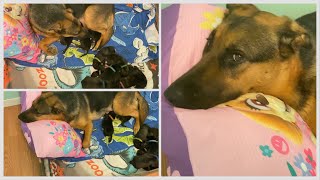 Naming 11 Newborn Gerberian Shepsky Puppies  1 Day Old On Boxing Day [upl. by Cinemod]