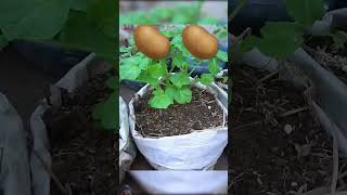 Propagation of solenum tuberosum potato 🥔 t garden vegetables quickly potato cutvegetables [upl. by Ilrahc]