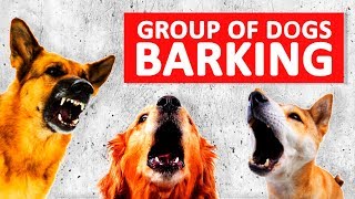 Group of Dogs Barking Sounds to Make your Dog Bark HD [upl. by Bamberger16]