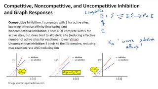 Competitive Noncompetitive and Uncompetitive Inhibition and Graph Responses [upl. by Farlee]