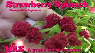 ⟹ Strawberry Spinach  Chenopodium capitatum  Taste test 2018 [upl. by Niuqauj429]