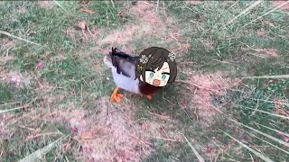 Subaru duck protect her fellow ducks  Animal hololive [upl. by Isolde]