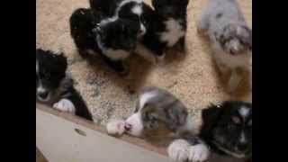 AKC Australian Shepherd Puppies at play [upl. by Nwadahs]