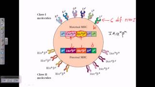 MHC structure [upl. by Bonis462]