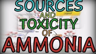 Sources and Toxicity of Ammonia [upl. by Cassey]