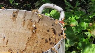 Bees and Flies Swarming Around Fermentation Residue in a Bucket [upl. by Ycat]