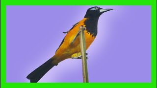 Venezuelan Troupial Song Sound Call  Turpial  Icterus Icterus [upl. by Ayoras]