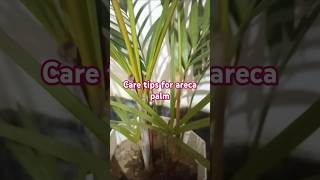 Indoor plant careareca palm care tips [upl. by Asirrac]