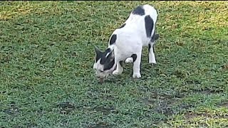 Diese Katze hat viel Spaß daran aus dem Garten zu trinken [upl. by Ttocserp]