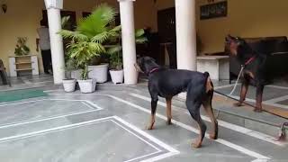 Doberman vs rotwiler [upl. by Aztiraj]