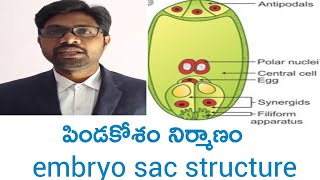 Embryo sac structure intermediate first year botany important questions [upl. by Wicks]