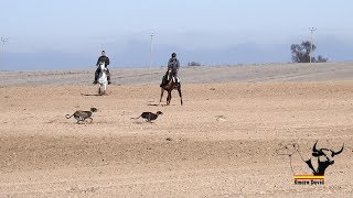 Galgos y liebres temporada 2018  Greyhounds vs Hares [upl. by Prevot]