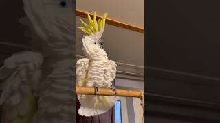 Meet the parrot and the butterfly 🦜🦋🥰 bird cockatoo parrotlove [upl. by Thor]