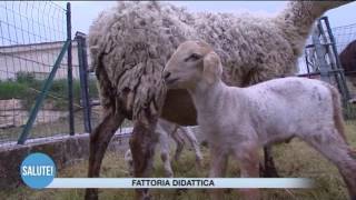 Fattoria didattica [upl. by Luoar]