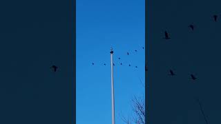 Canada geese migrating south [upl. by Doraj]