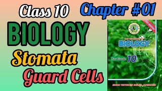 Stomata and Guard Cells  Chapter 01 Class 10 Biology Gaseous Exchange Sindh board [upl. by Rozalin]