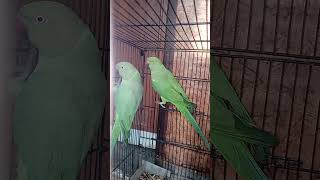 Indian Ringneck and Alexandrine parakeet zazu [upl. by Gibert]