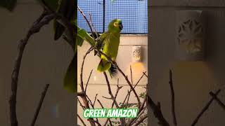 green amazon parrot macaw green youtubeshorts youtube ytshorts cockatoo reels shorts usa [upl. by Nanis]