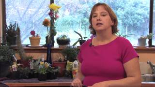 Flower Gardens  How to Grow Scarlet Sage Salvia Splendens [upl. by Aromat320]