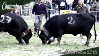 Combat des reines  Contamines Montjoie  2012 [upl. by Jarret]