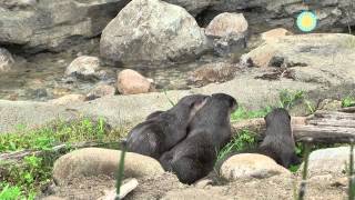 The National Zoo Welcomes a New Family of Otters [upl. by Sorac]