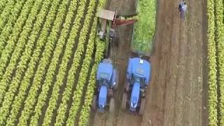 Raccolta Tabacco  Tobacco Harvesting Italy 2018 [upl. by Tereve901]