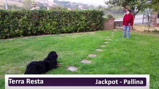 Cassieaddestramento base  Clicker training  Bovaro del Bernese [upl. by Anahir]