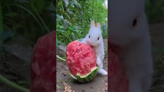 The little rabbit ate the watermelon and the mouth became red Pet debut 1 rabbit shorts [upl. by Curson]