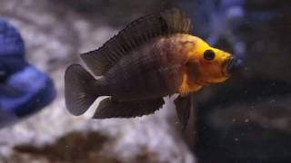 Altolamprologus compressiceps Gold Head [upl. by Astraea]