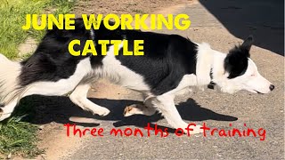 Border collie June herding cattle 3 months of training [upl. by Ertsevlis]