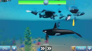 erm chat orca gameplay in sharkbite 2 but was that last guy a hacker or am i just blind [upl. by Fortier]