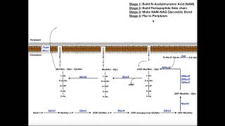 Biosynthesis of Peptidoglycan in Bacteria [upl. by Barnabas]