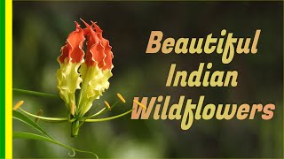 Top Wildflowers of India  Beautiful  Colorful Flowers from Indian Jungle [upl. by Eyr255]