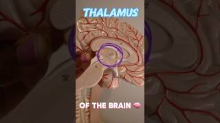 Thalamus of the Brain 🧠 Anatomy amp Physiology anatomy [upl. by Freytag165]