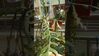 Fishbone Cactus cactus garden gardening greenlife balconygarden [upl. by Jenne988]