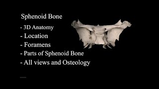 The Sphenoid Bone anatomy 3d osteology  bony features anatomy of Sphenoid Bone parts of Sphenoid [upl. by Etnud]